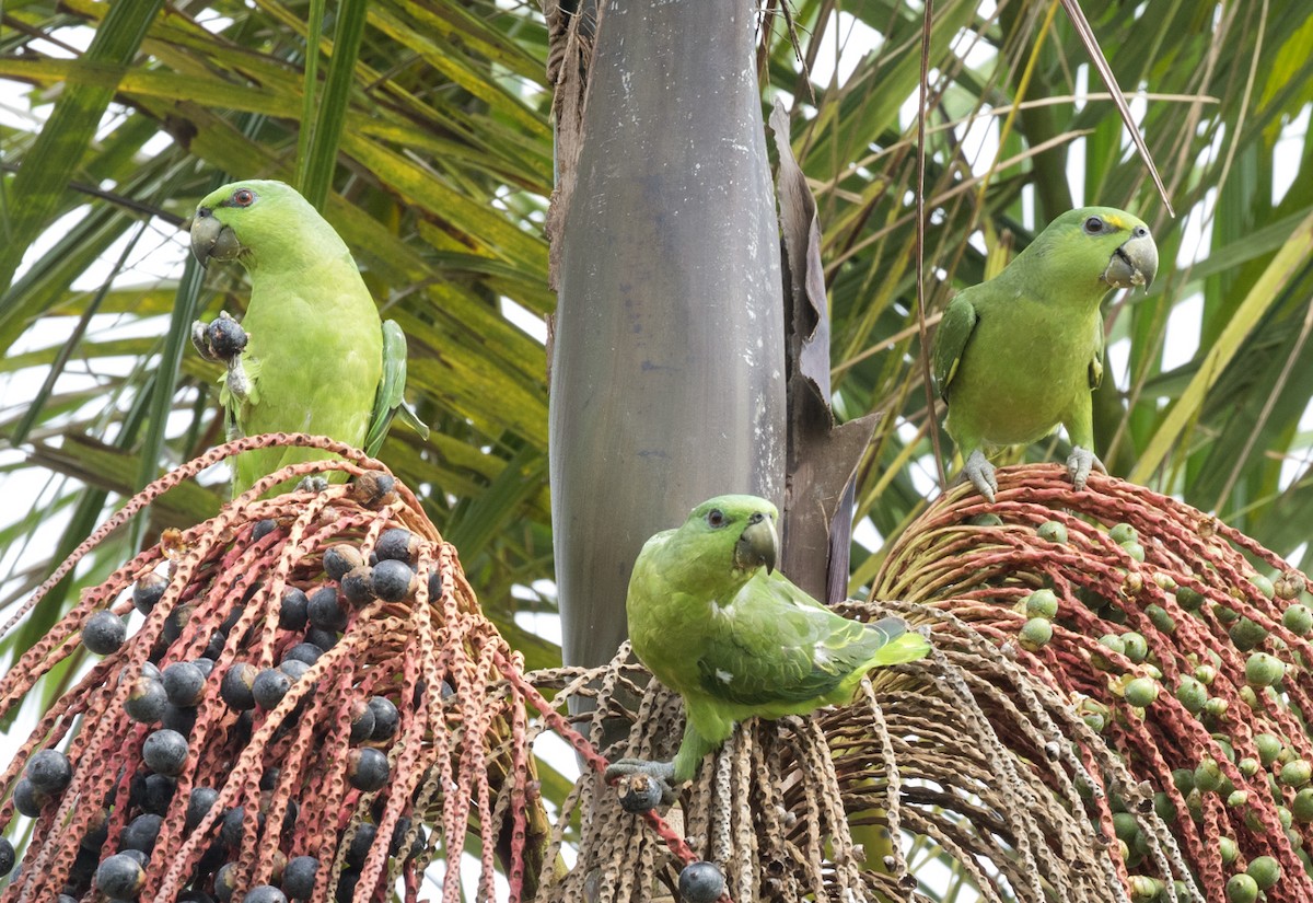 Short-tailed Parrot - ML204139391