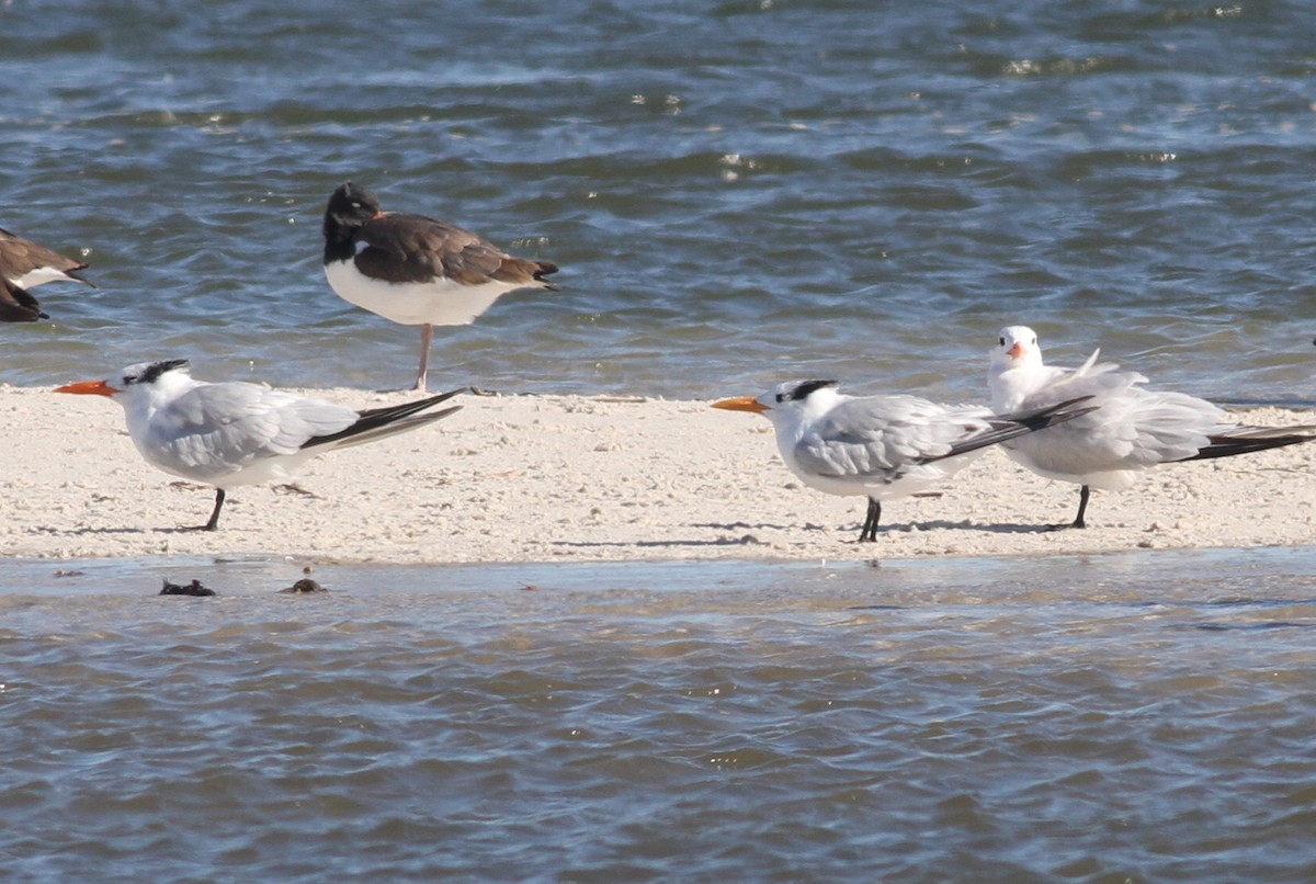 Royal Tern - ML20414001