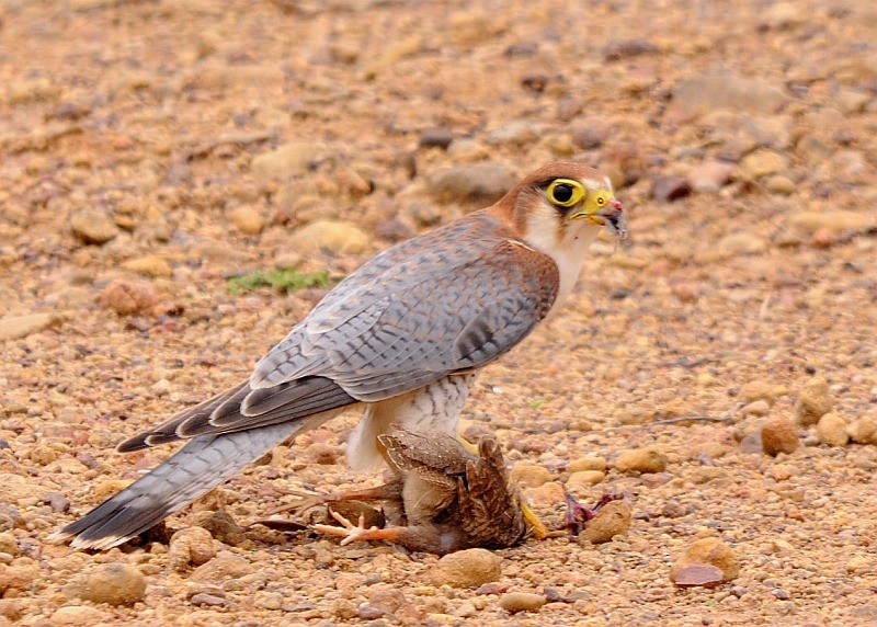 Red-necked Falcon (Asian) - jaysukh parekh Suman