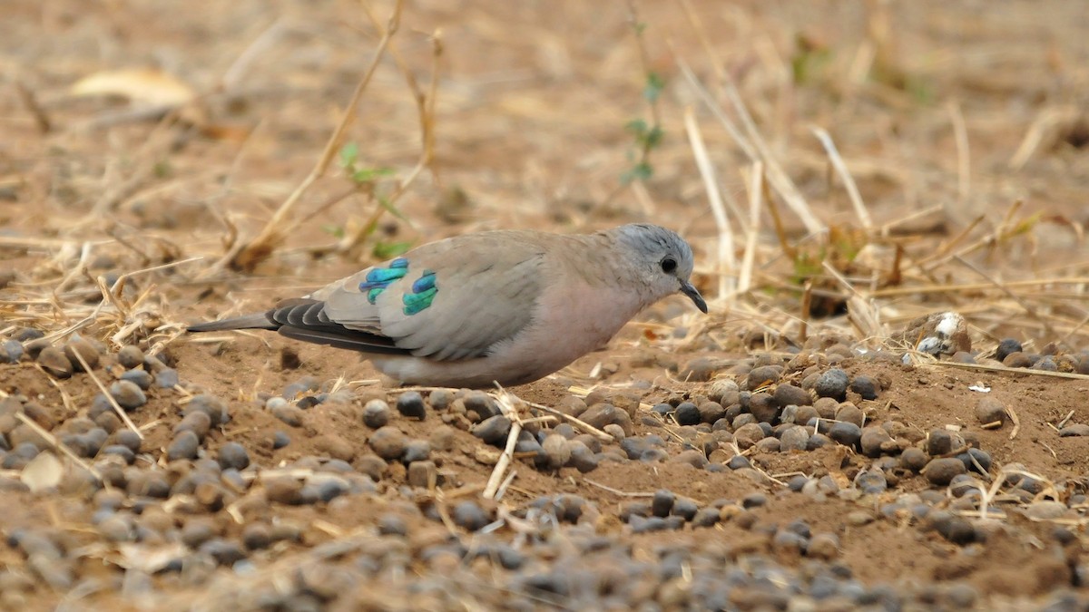 Emerald-spotted Wood-Dove - ML204140401
