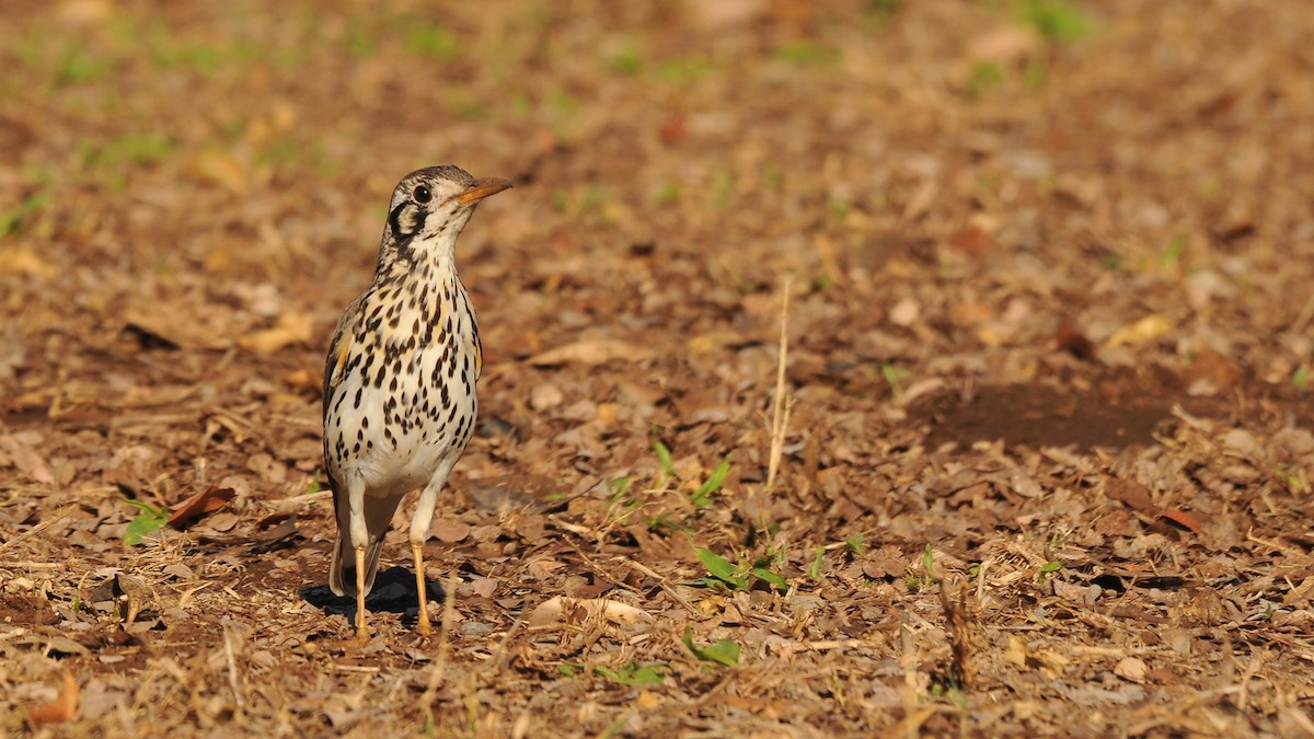 Groundscraper Thrush - ML204140491