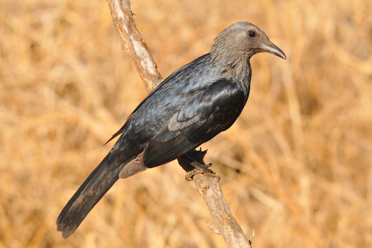 Red-winged Starling - Tom Heijnen