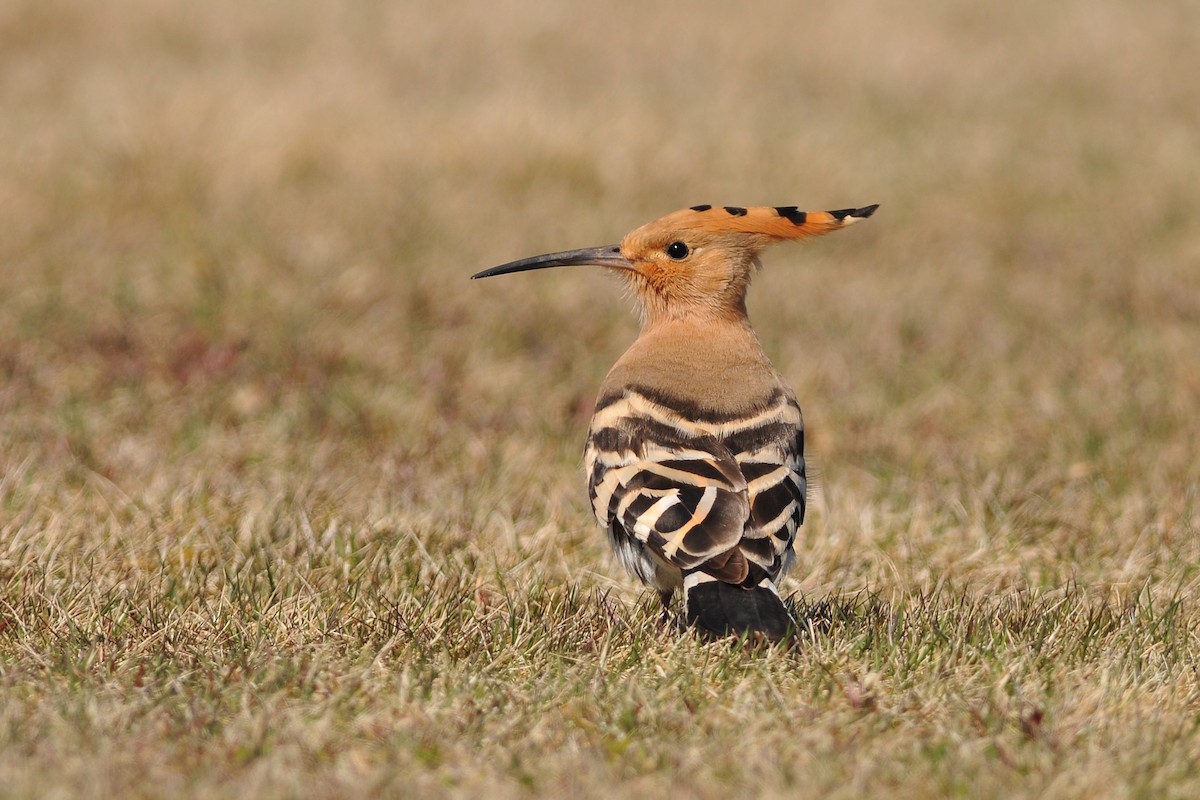 Eurasian Hoopoe (Eurasian) - Tom Heijnen