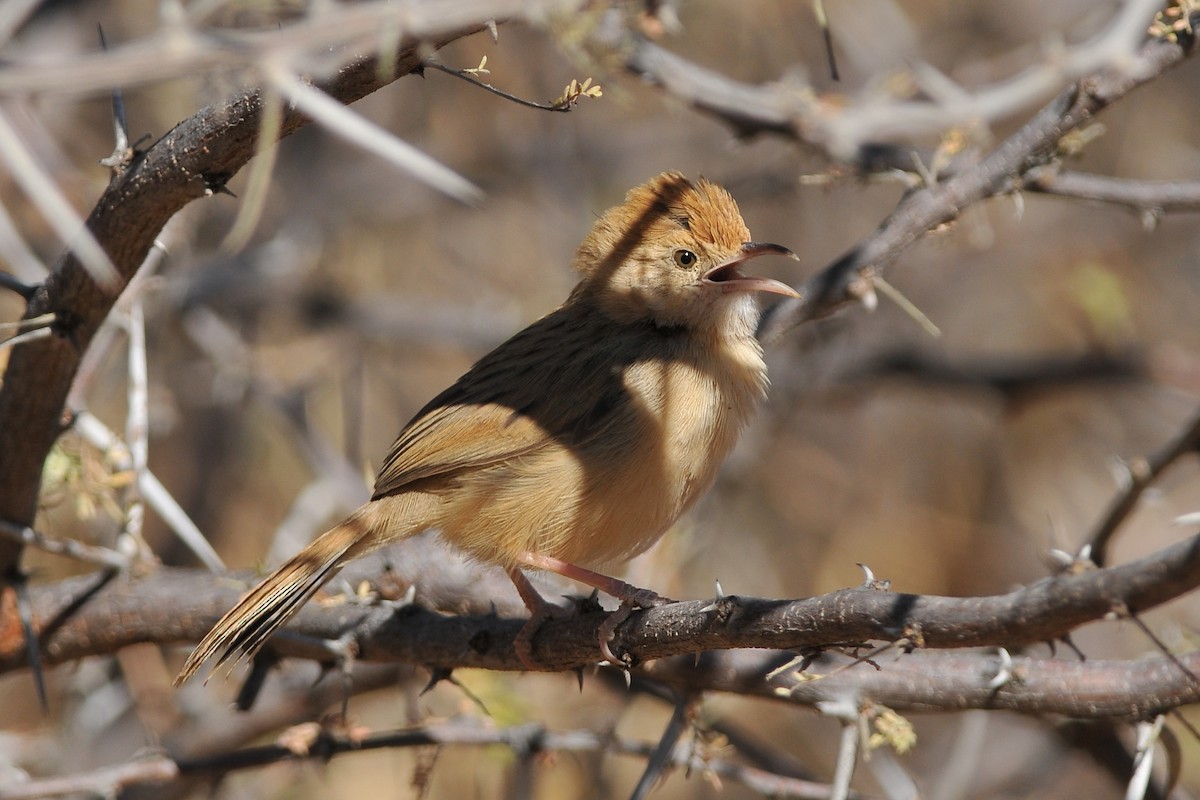 Rattling Cisticola - ML204140631