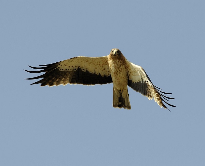 Booted Eagle - jaysukh parekh Suman