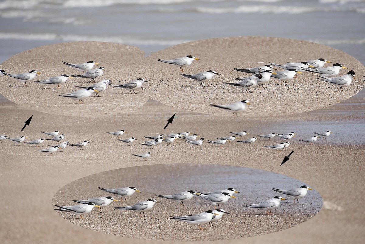 Saunders's Tern - jaysukh parekh Suman