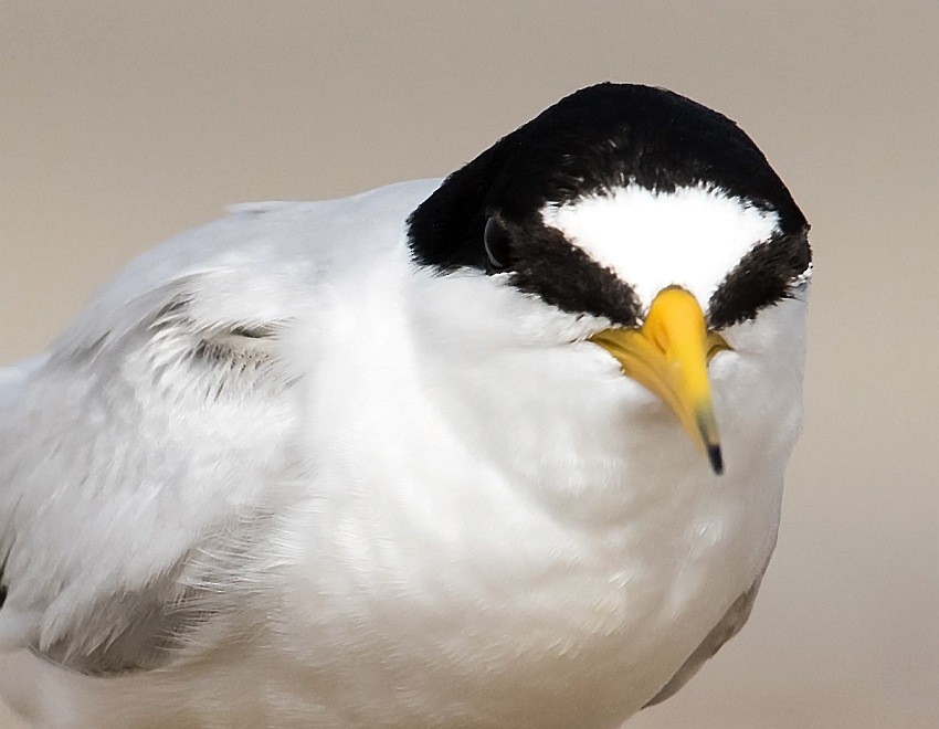 Saunders's Tern - ML204141641