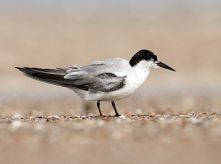 Saunders's Tern - ML204141651