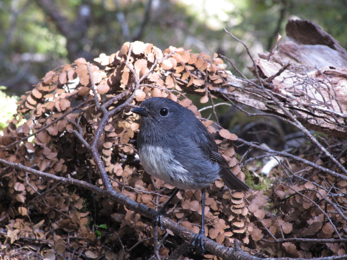 South Island Robin - ML204142001