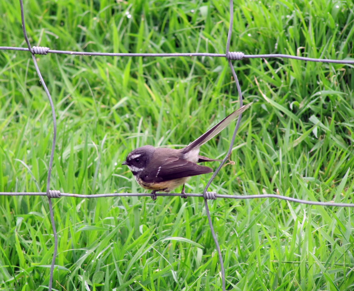 New Zealand Fantail - ML204142011