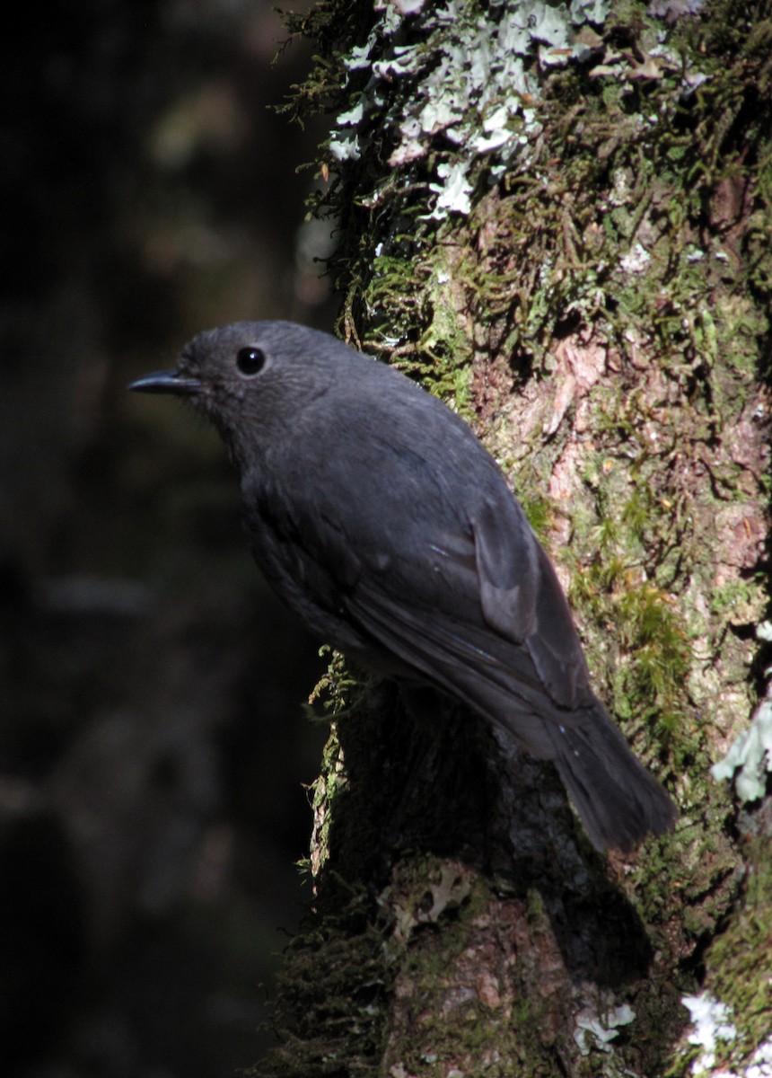 South Island Robin - ML204142031