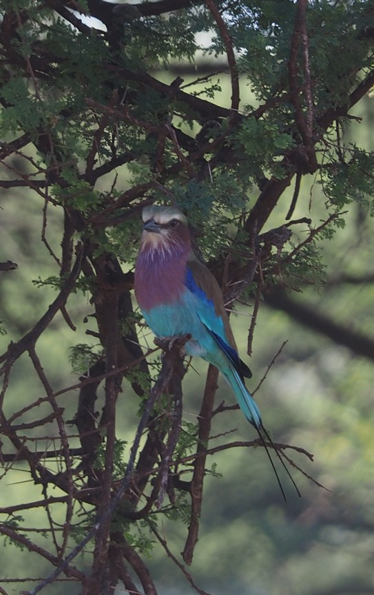 Lilac-breasted Roller - ML204142041