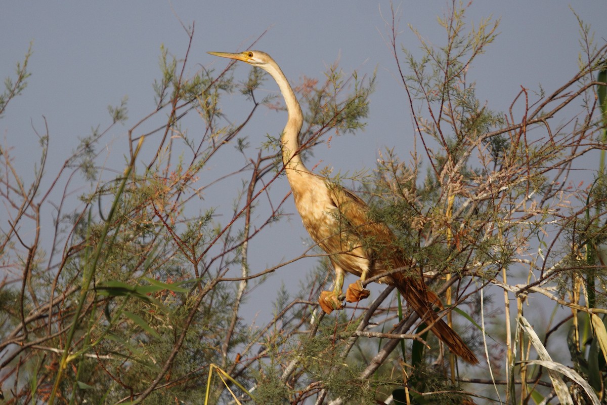 Anhinga d'Afrique - ML204142101