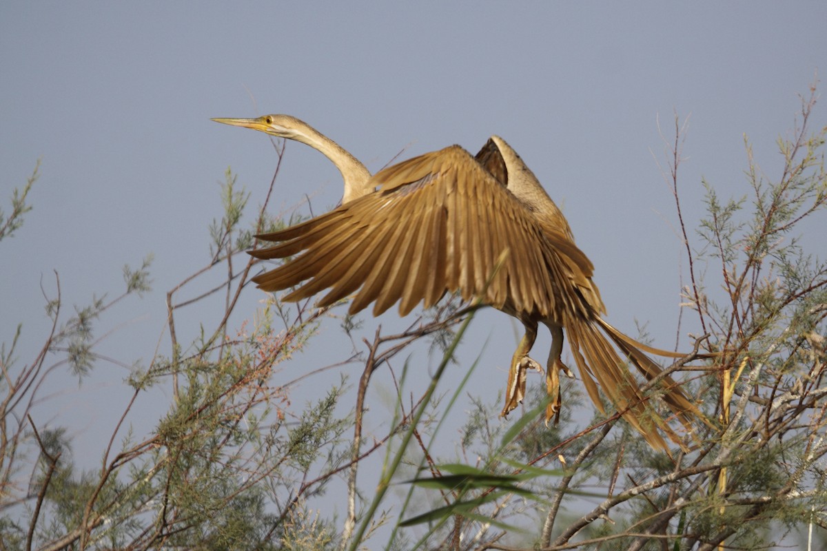 Afrika-Schlangenhalsvogel - ML204142111