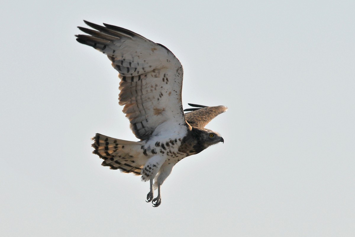 Black-chested Snake-Eagle - ML204142451