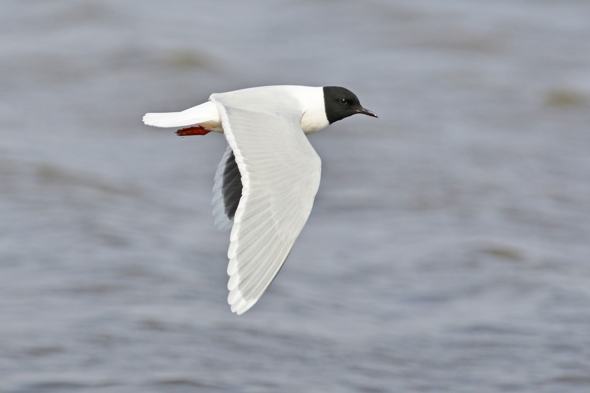 Little Gull - ML204142651