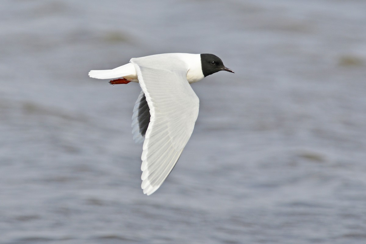 Little Gull - Tom Heijnen