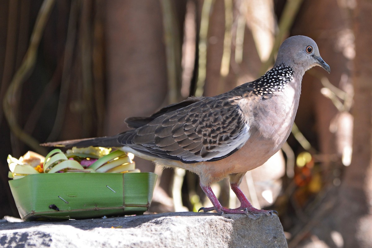 Spotted Dove (Eastern) - ML204142741