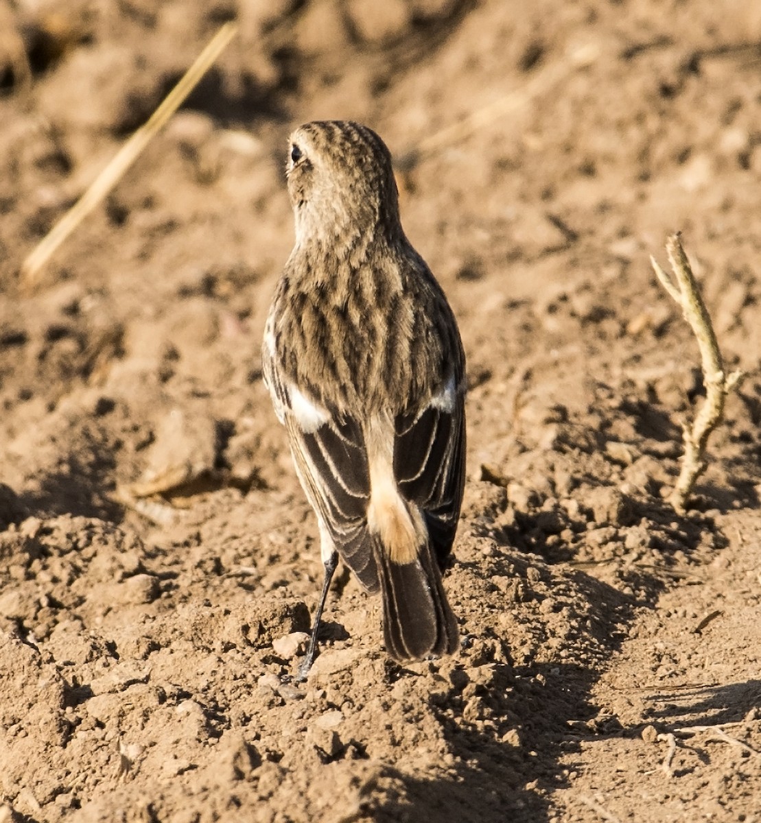 White-browed Bushchat - jaysukh parekh Suman