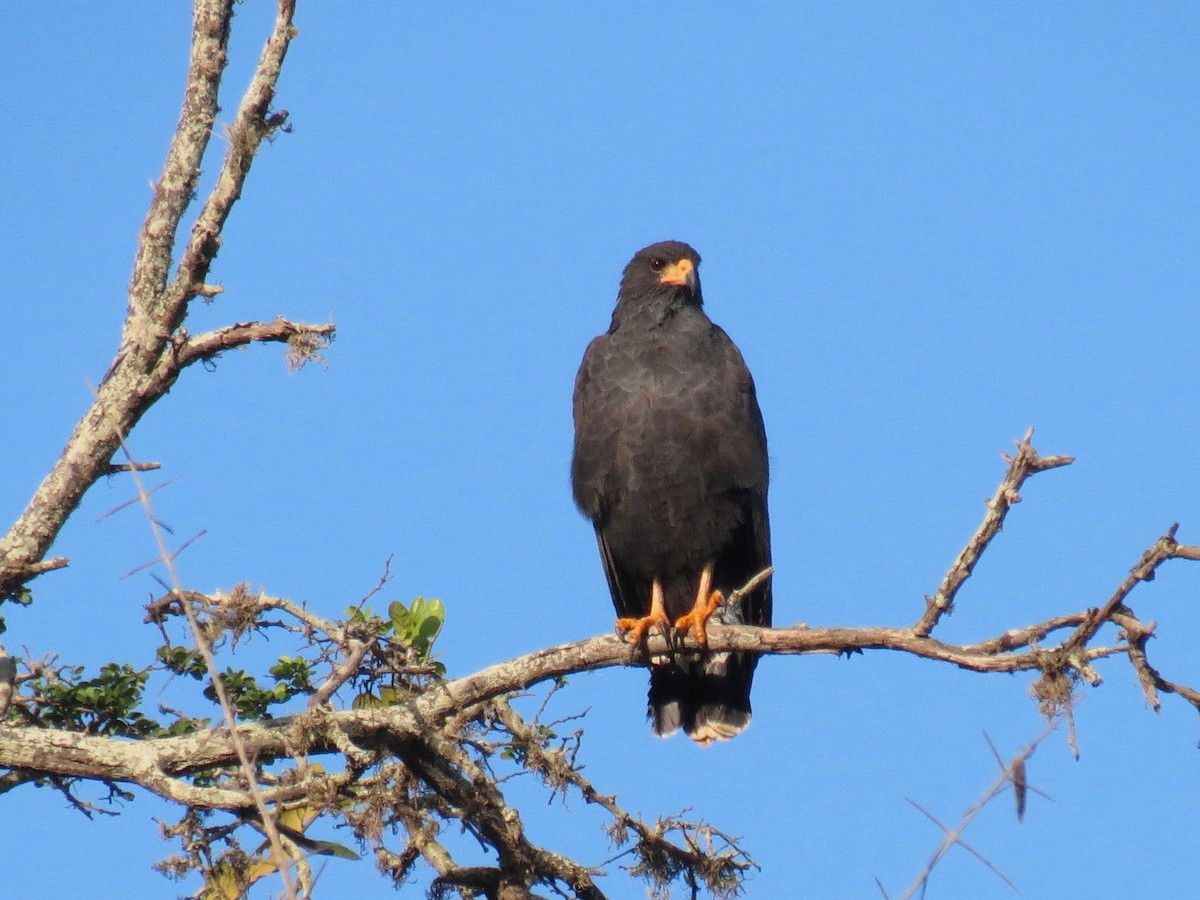 Krabbenbussard (anthracinus/utilensis) - ML204144151