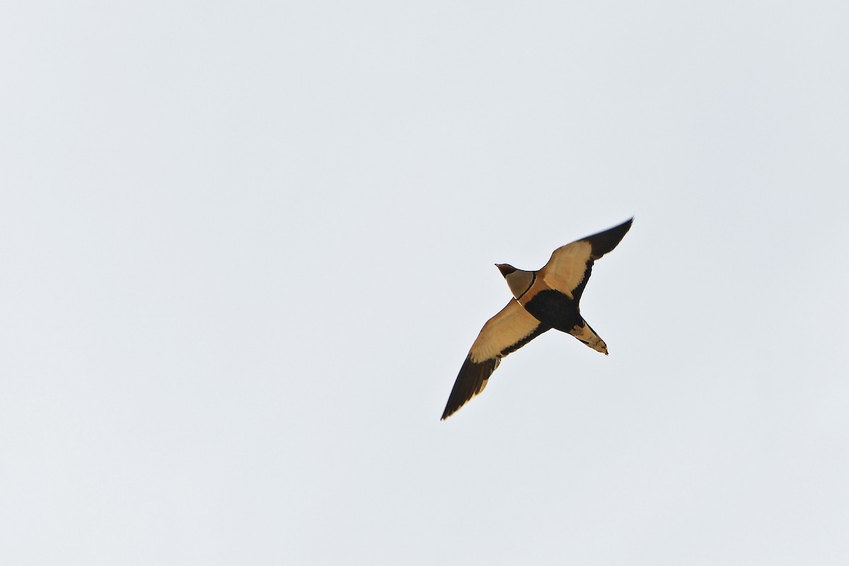 Black-bellied Sandgrouse - Tom Heijnen