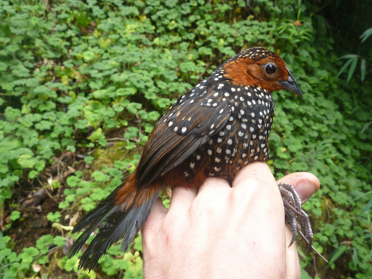 Ocellated Tapaculo - ML204148151