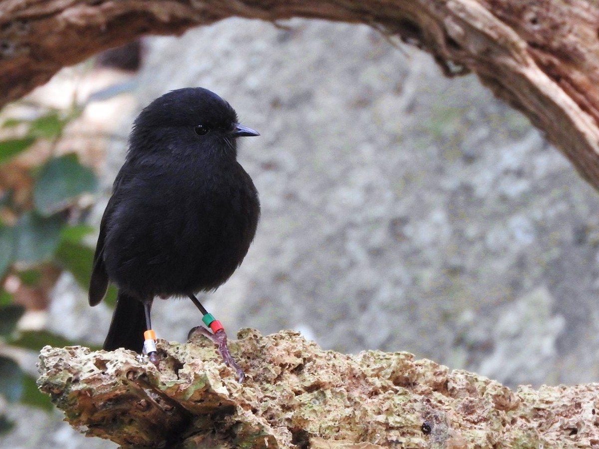 Black Robin - ML204148211
