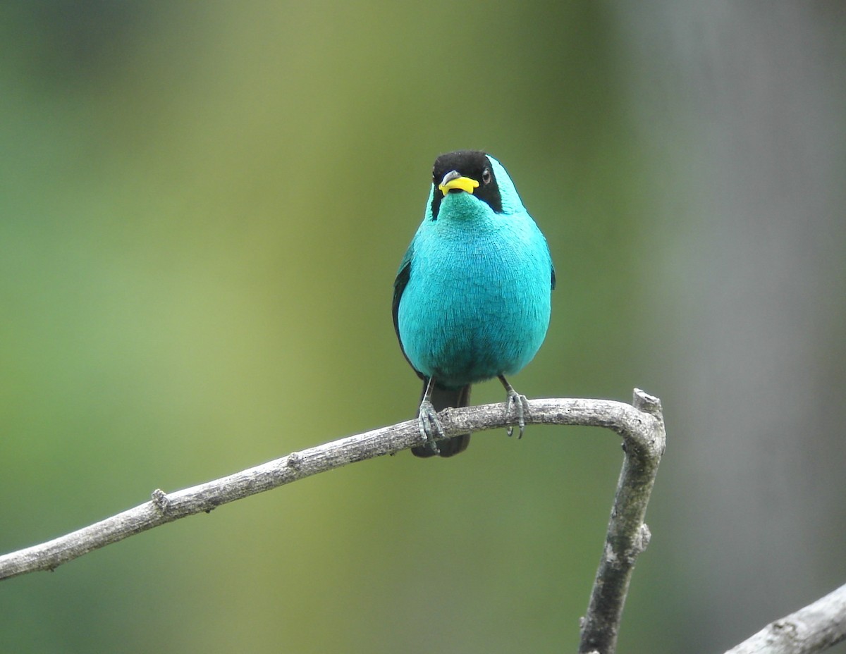 Green Honeycreeper - ML204148221