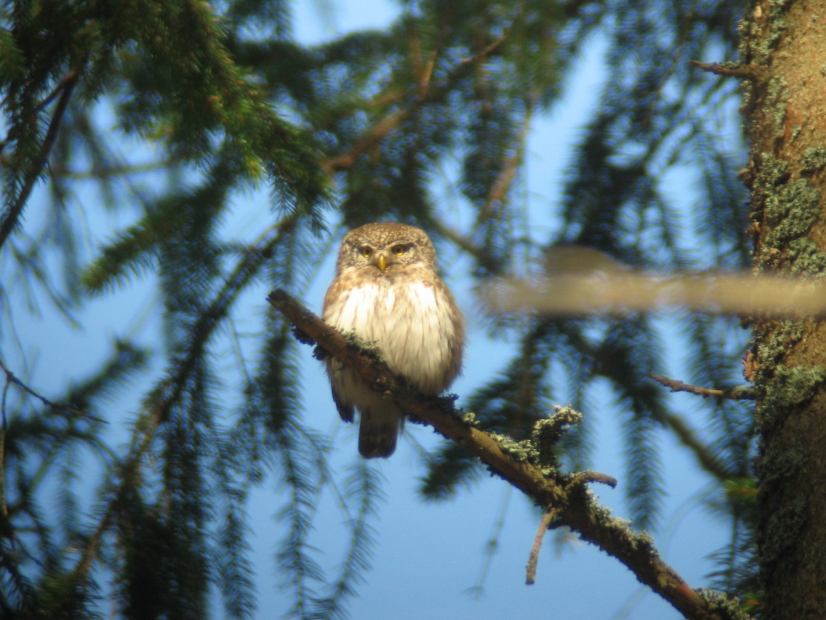 Eurasian Pygmy-Owl - Jack Piper