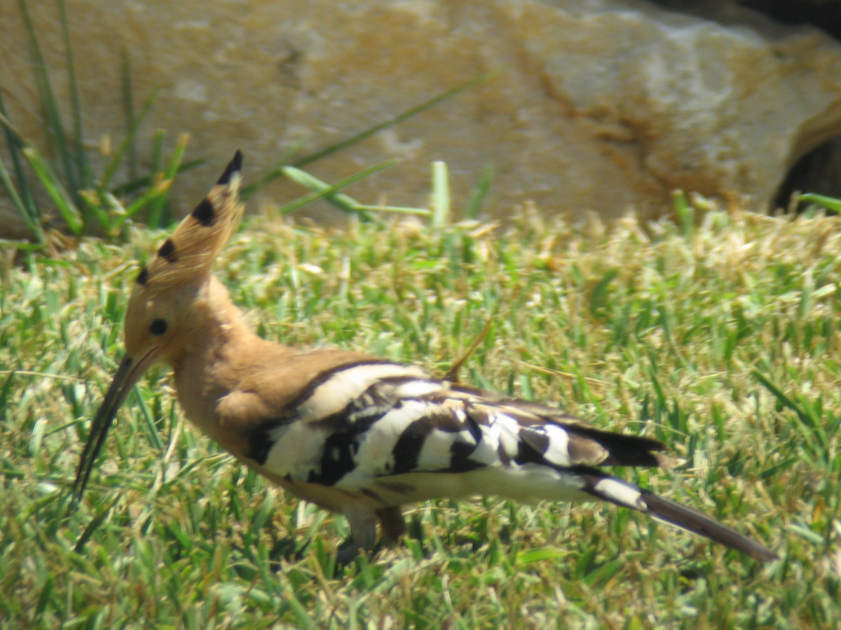 Eurasian Hoopoe - ML204148281