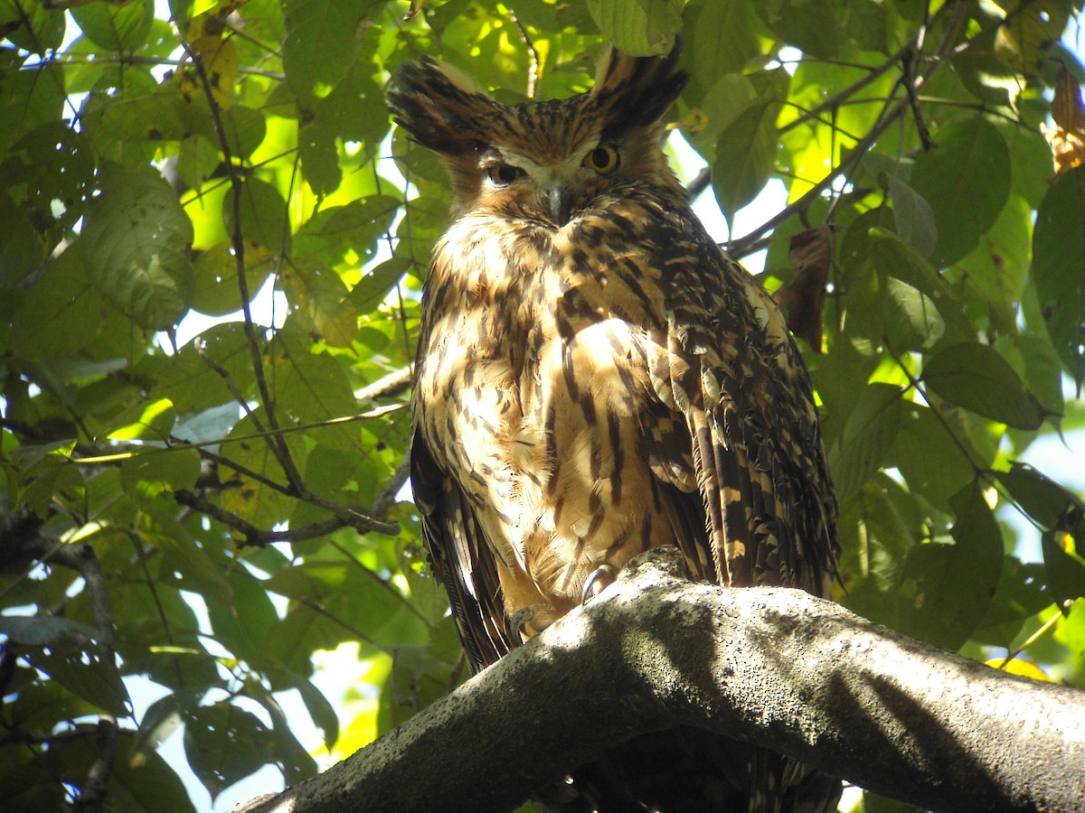 Tawny Fish-Owl - ML204148291