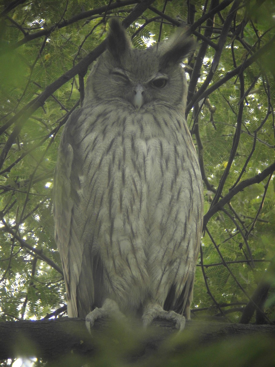 Dusky Eagle-Owl - Jack Piper