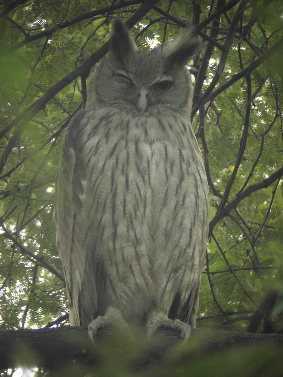 Dusky Eagle-Owl - ML204148311