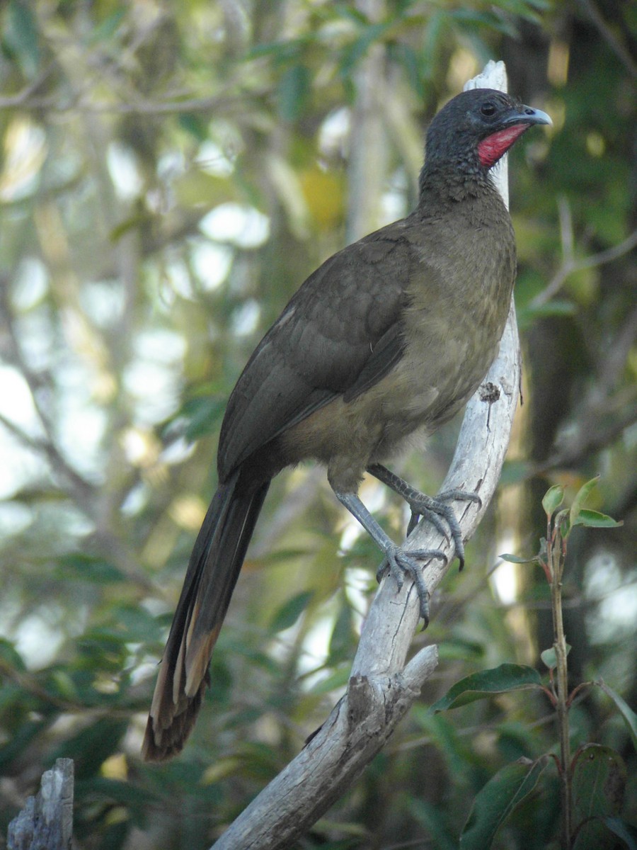 Rufous-vented Chachalaca - Jack Piper
