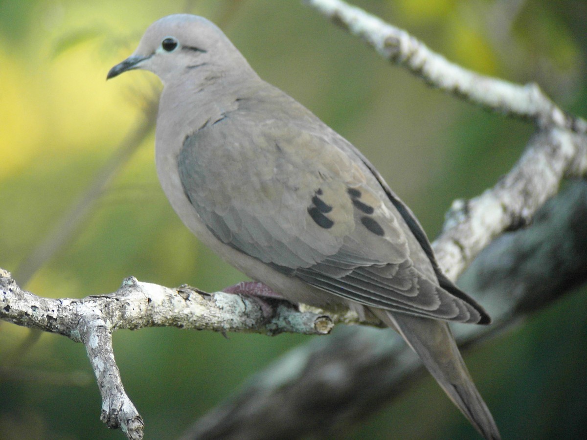 Eared Dove - Jack Piper