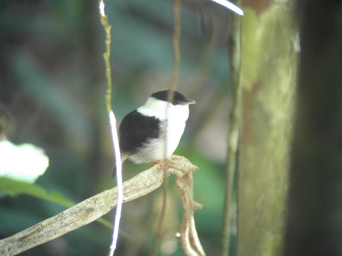 White-bearded Manakin - Jack Piper