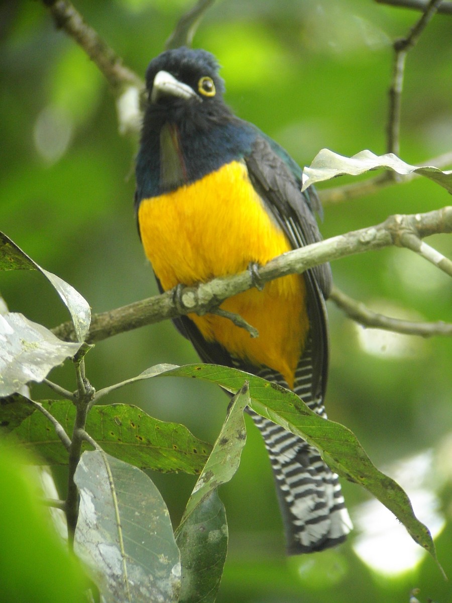 Guianan Trogon - Jack Piper