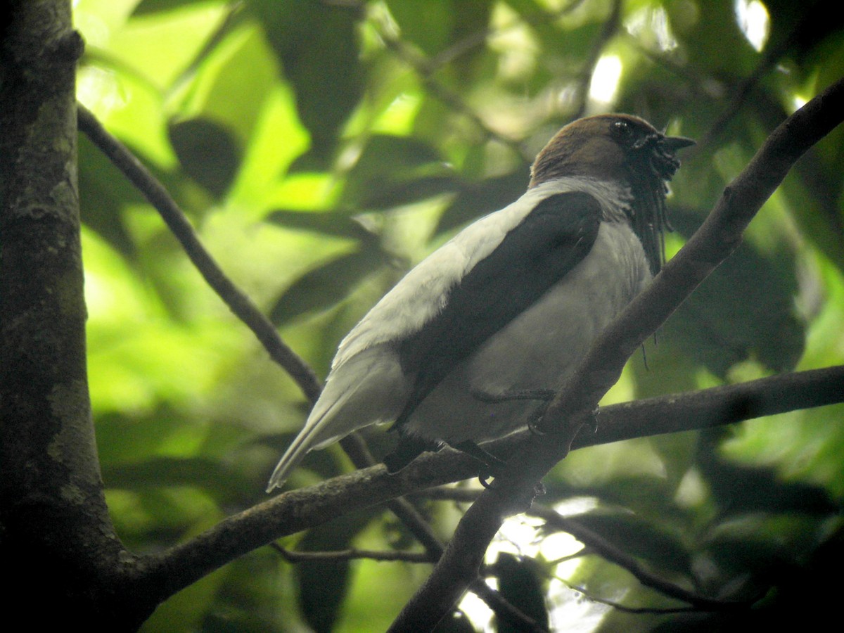 Bearded Bellbird - ML204148451