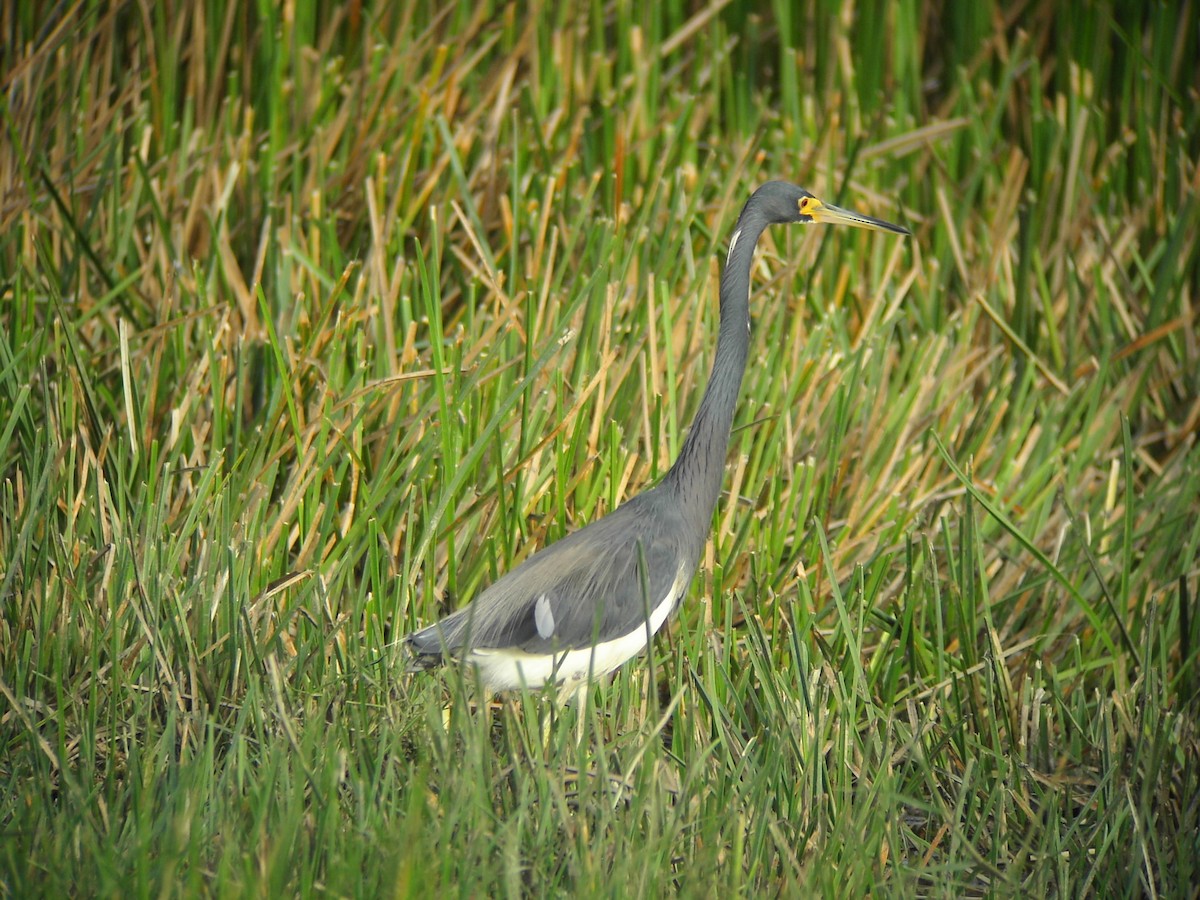 Tricolored Heron - ML204148461