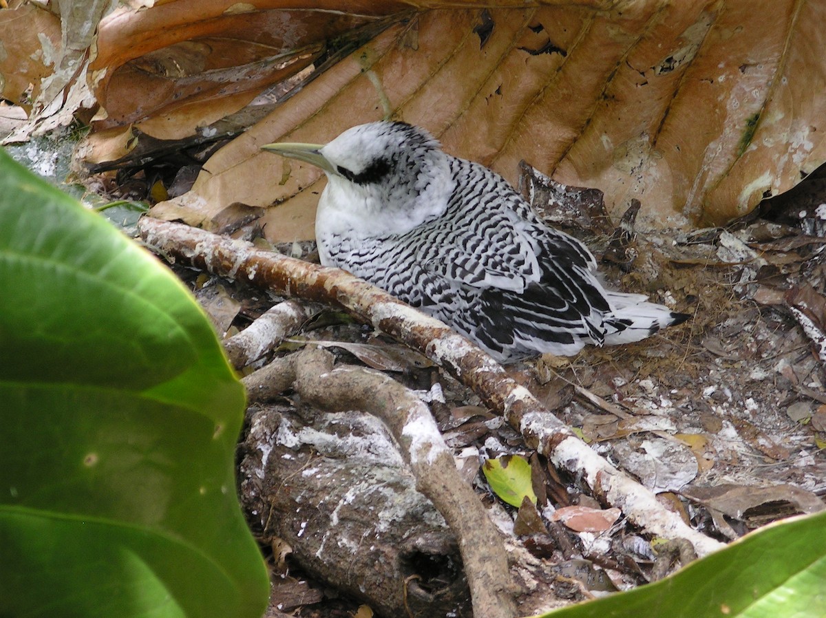 アカハシネッタイチョウ - ML204148471