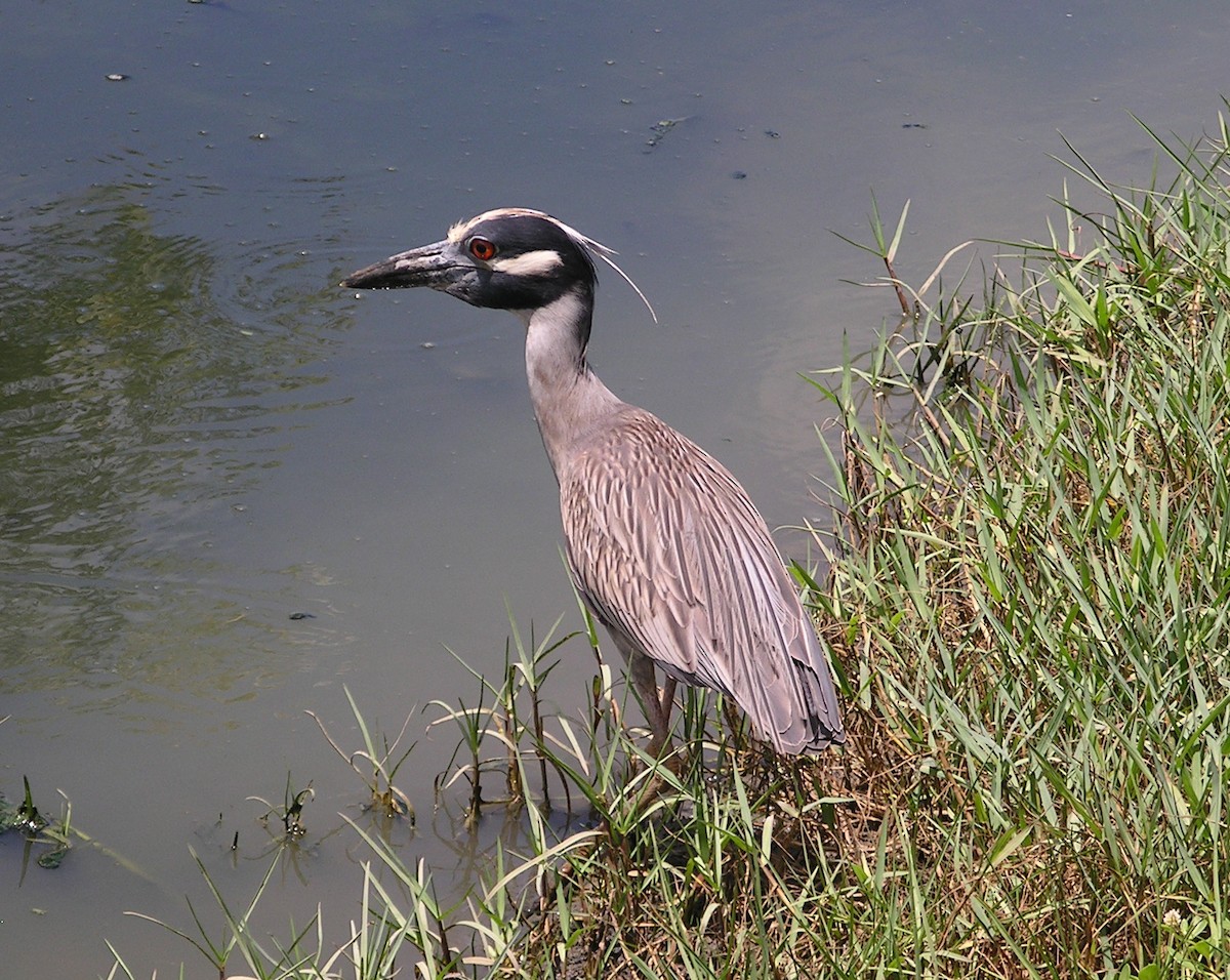 Yellow-crowned Night Heron - ML204148491