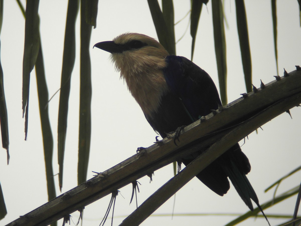 Blue-bellied Roller - ML204148511