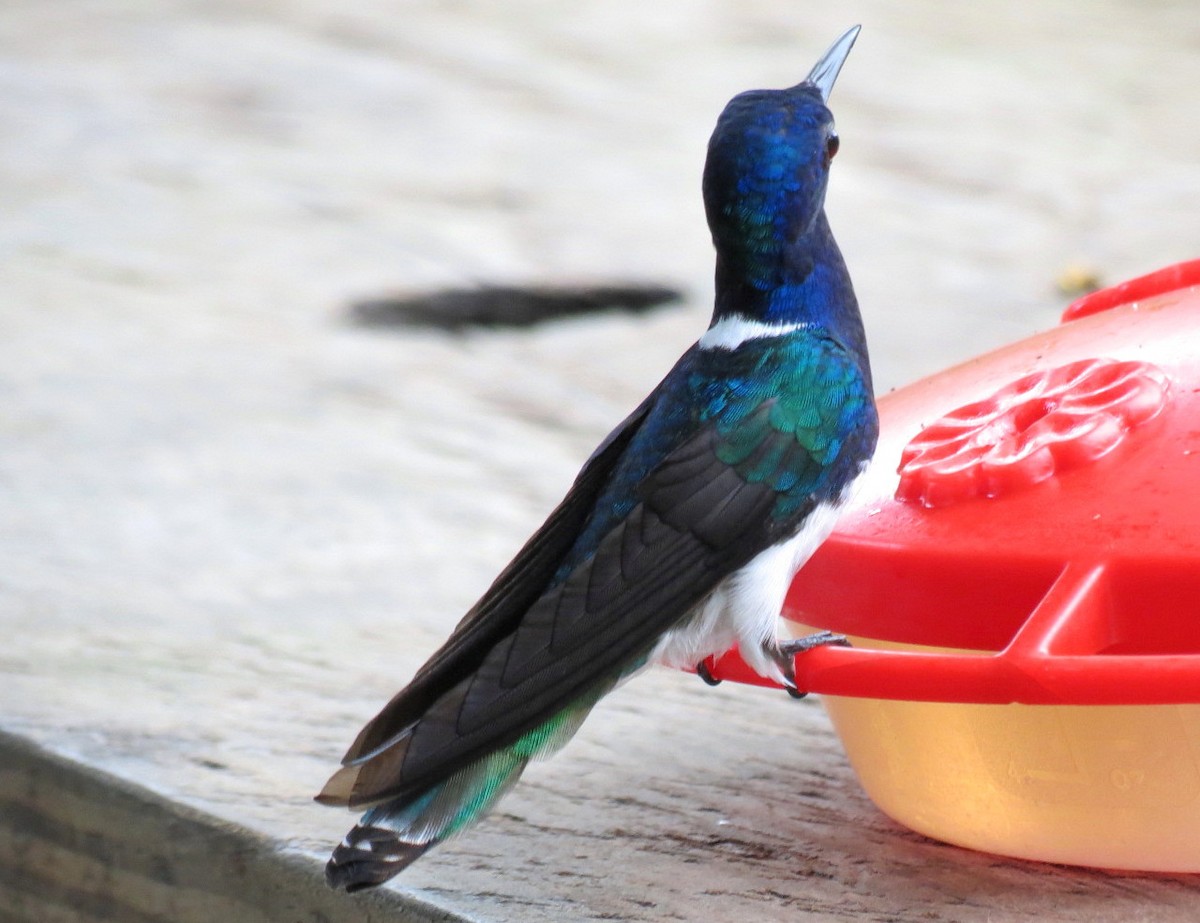 White-necked Jacobin - ML204150431