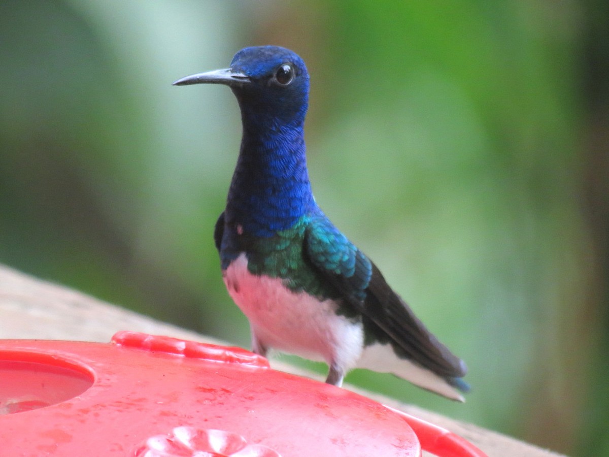 White-necked Jacobin - ML204150441