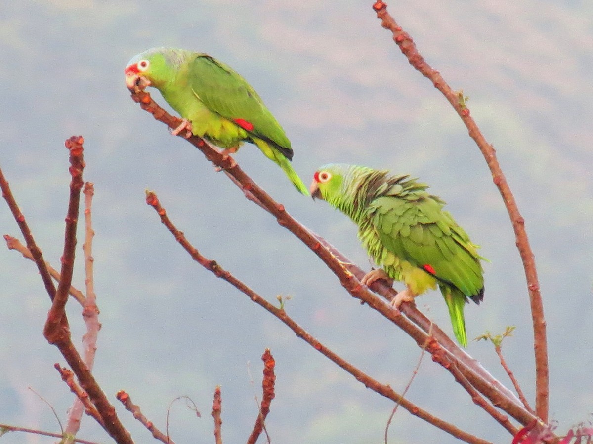 Amazona Frentirroja - ML204150451