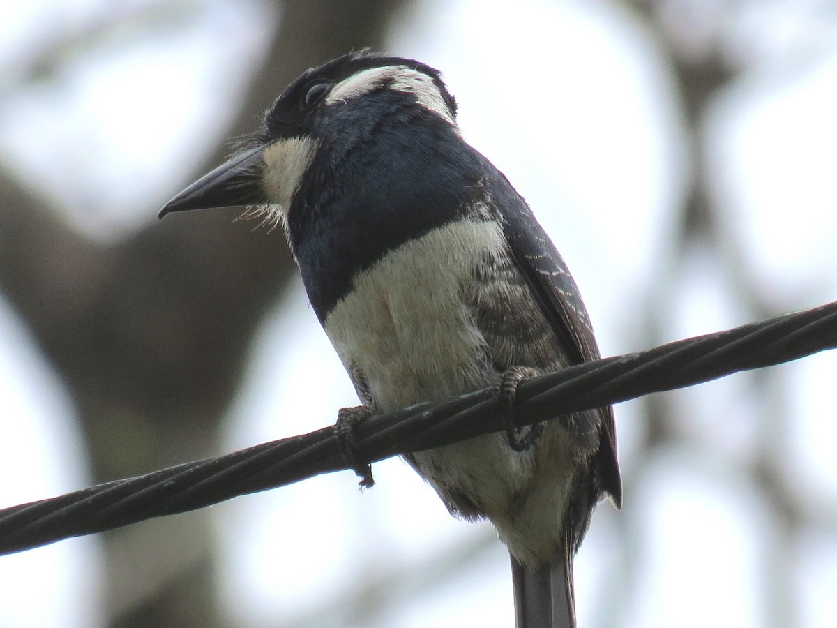 Black-breasted Puffbird - ML204150521