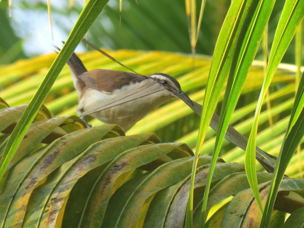 Bicolored Wren - Thore Noernberg