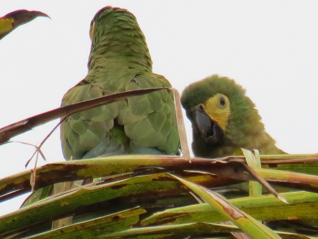 Red-bellied Macaw - ML204150791