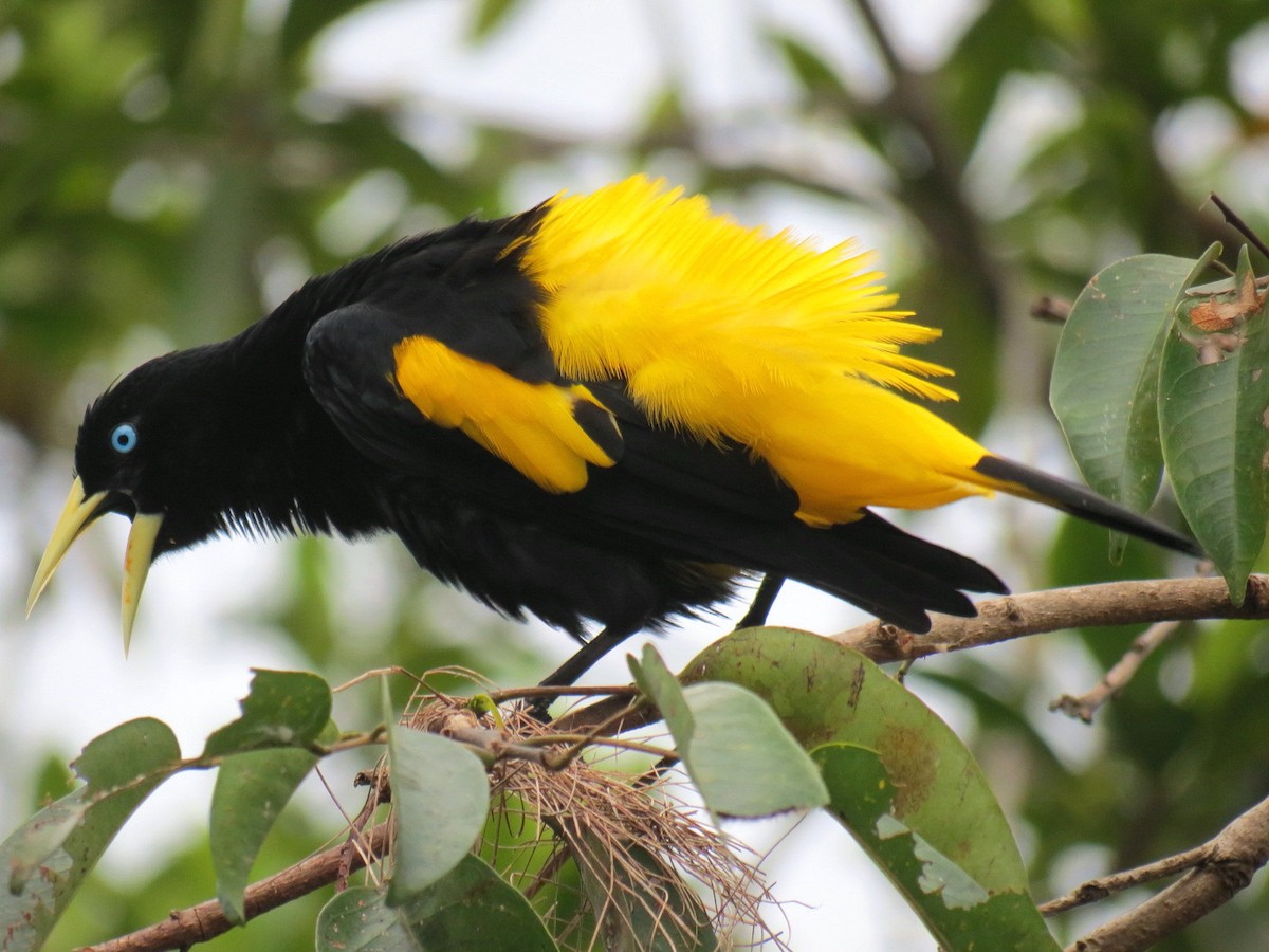 Yellow-rumped Cacique (Amazonian) - ML204150801