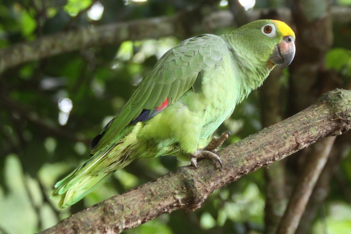 Yellow-crowned Parrot - ML204150851